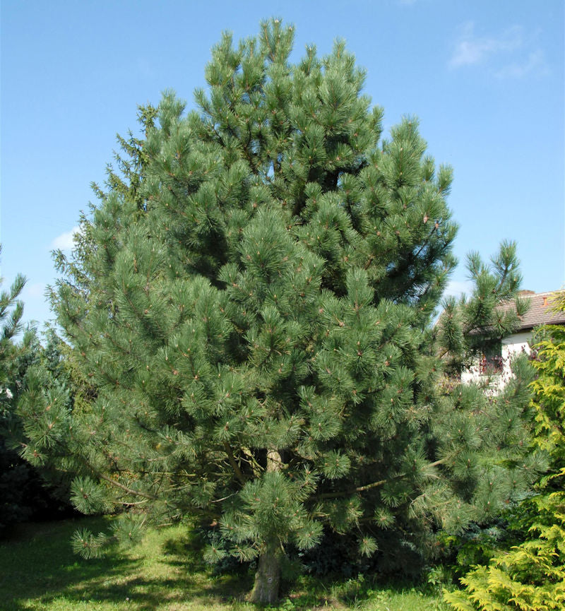  Österreichische Schwarz-Kiefer 60-80cm - Pinus Nigra