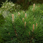  Runde Schwarzkiefer Rondello 50-60cm - Pinus Nigra