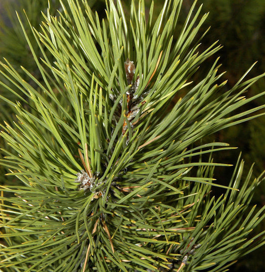  Österreichische Schwarzkiefer Select 40-50cm - Pinus Nigra