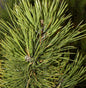  Österreichische Schwarzkiefer Select 40-50cm - Pinus Nigra