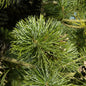  Blaue Zwerg Mädchen Kiefer Linda 30-40cm - Pinus Parviflora