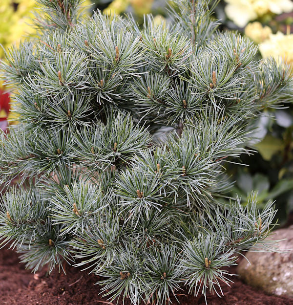  Japanische Zwergmädchenkiefer 60-70cm - Pinus Parviflora