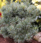  Japanische Zwergmädchenkiefer 60-70cm - Pinus Parviflora
