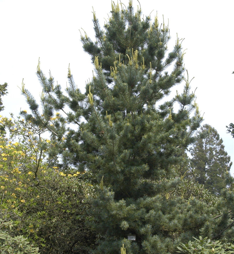  Mädchenkiefer Tempelhof 50-60cm - Pinus Parviflora