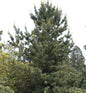  Mädchenkiefer Tempelhof 50-60cm - Pinus Parviflora