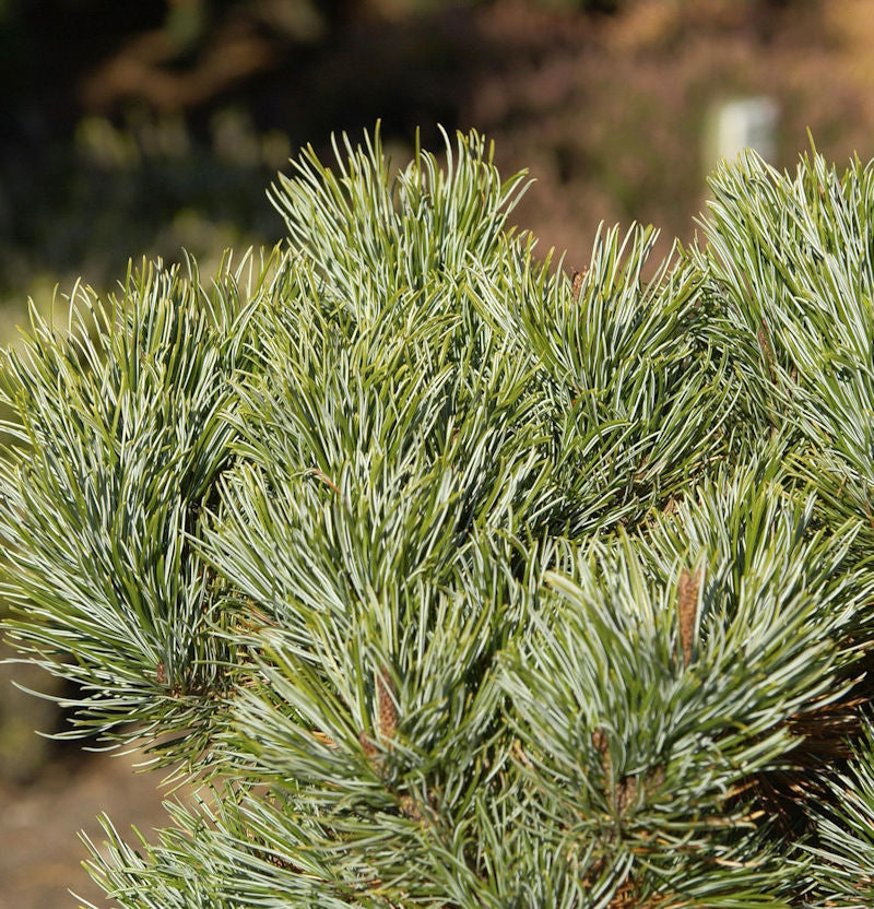  Blaue Kriechkiefer 20-25cm - Pinus Pumila Glauca