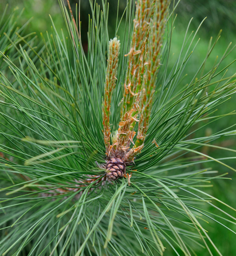  Amerikanische Rotkiefer Pillnitz 30-40cm - Pinus Resinosa