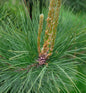  Amerikanische Rotkiefer Pillnitz 30-40cm - Pinus Resinosa