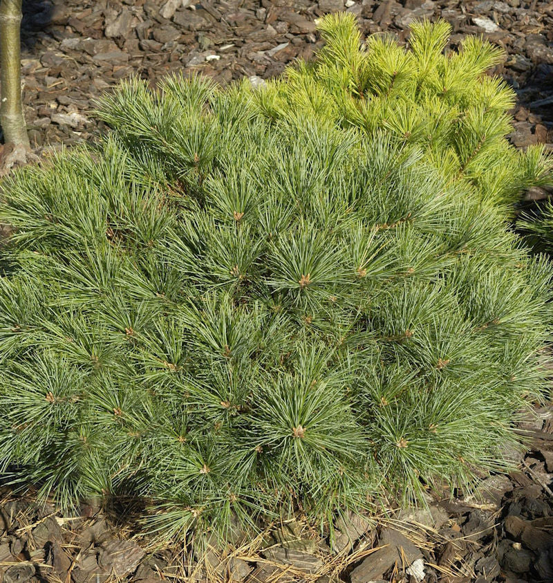  Zwerg-Weymouths-Kiefer Blue Shag 20-25cm - Pinus Strobus