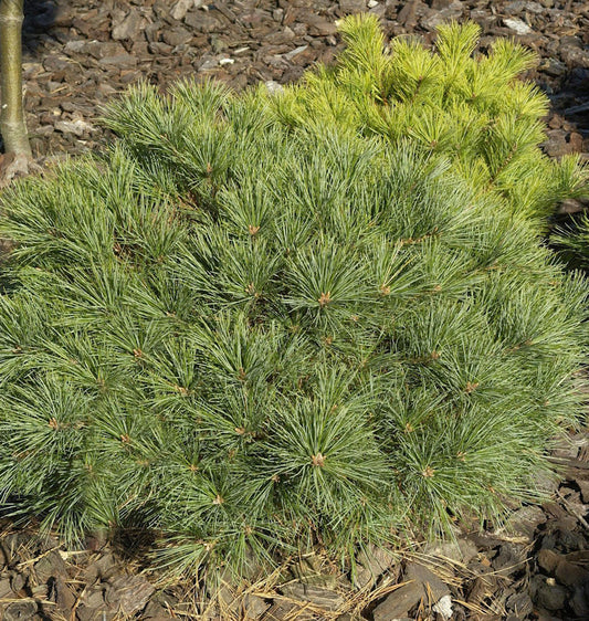  Zwerg-Weymouths-Kiefer Blue Shag 20-25cm - Pinus Strobus