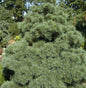  Die Zwergseidenkiefer Macopin 20-25cm - Pinus Strobus