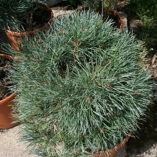  Blaue Flache Zwerg Kiefer Chantry Blue 25-30cm - Pinus Sylvestris
