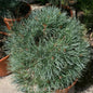  Blaue Flache Zwerg Kiefer Chantry Blue 25-30cm - Pinus Sylvestris