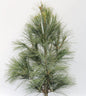  Kleine Tränenkiefer Densa Hill 80-100cm - Pinus Wallichiana