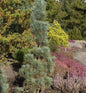  Säulenkiefer 40-50cm - Pinus Sylvestris