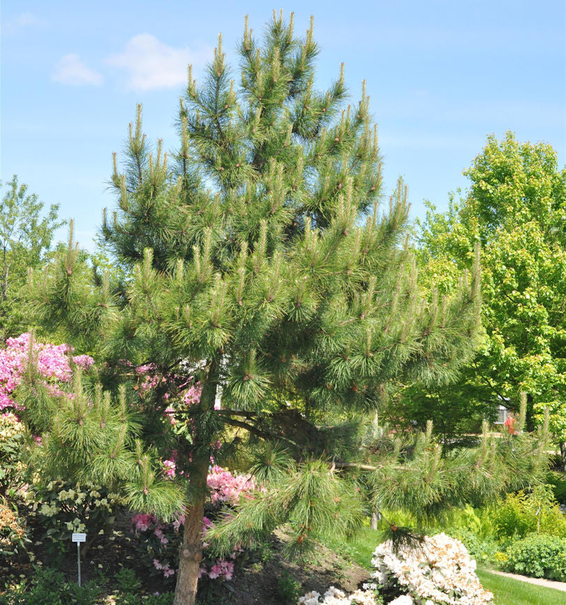  Chinesische Kiefer 40-50cm - Pinus Tabuliiformis
