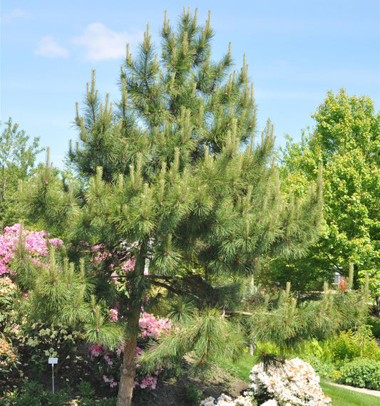  Chinesische Kiefer 40-50cm - Pinus Tabuliiformis