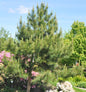  Chinesische Kiefer 40-50cm - Pinus Tabuliiformis