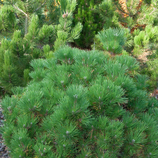  Japanische Schwarzkiefer Maijima 30-40cm - Pinus Thunbergii