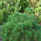  Japanische Schwarzkiefer Maijima 30-40cm - Pinus Thunbergii