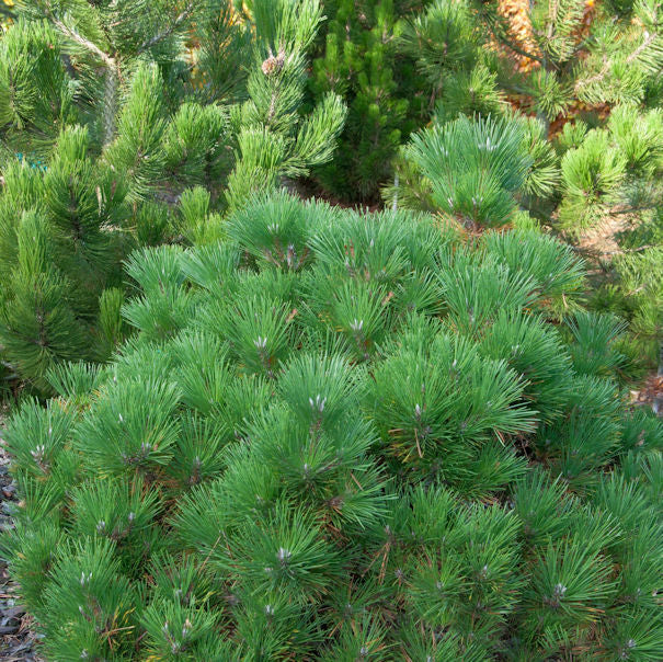  Japanische Schwarzkiefer Maijima 40-50cm - Pinus Thunbergii