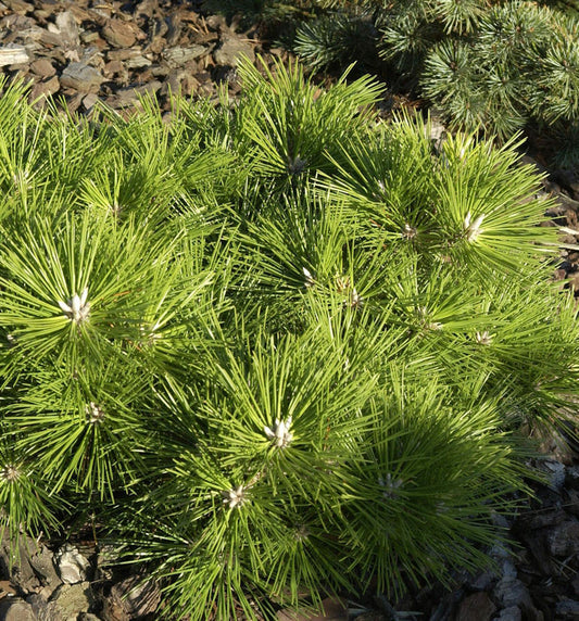  Japanische Schwarzkiefer Banshoho 50-60cm - Pinus Thunbergii