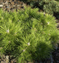  Japanische Schwarzkiefer Banshoho 50-60cm - Pinus Thunbergii