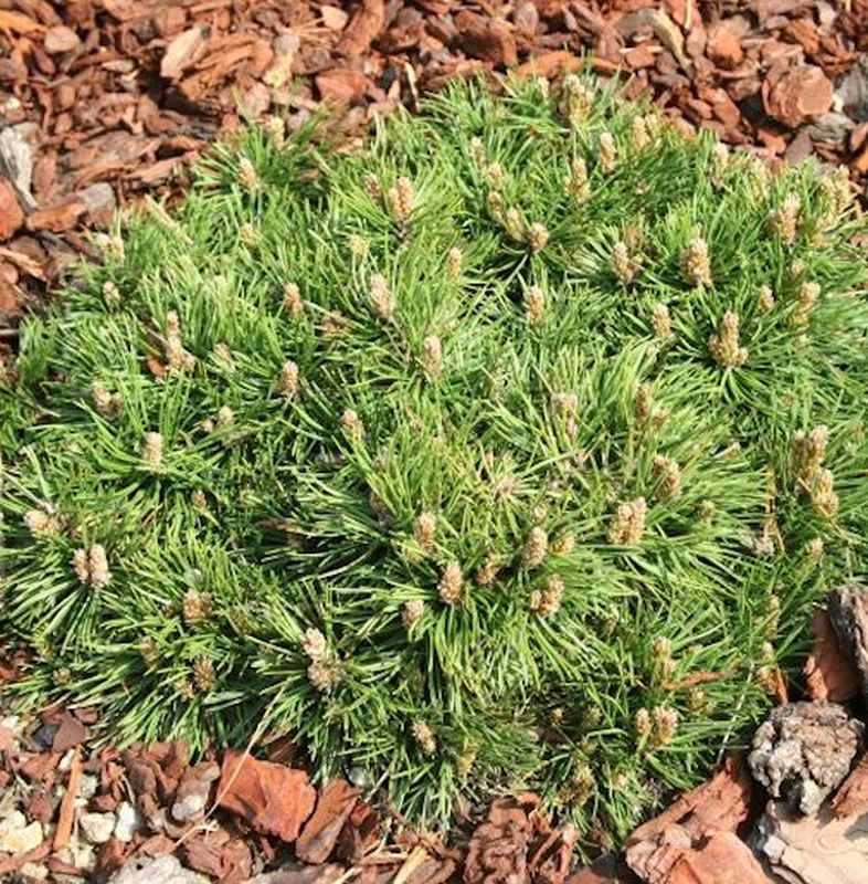  Zwerg Hakenkiefer Grüne Welle 15-20cm - Pinus Uncinata