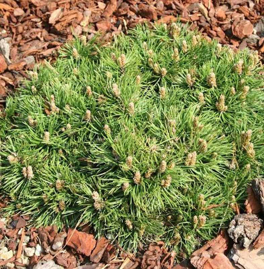  Zwerg Hakenkiefer Grüne Welle 15-20cm - Pinus Uncinata