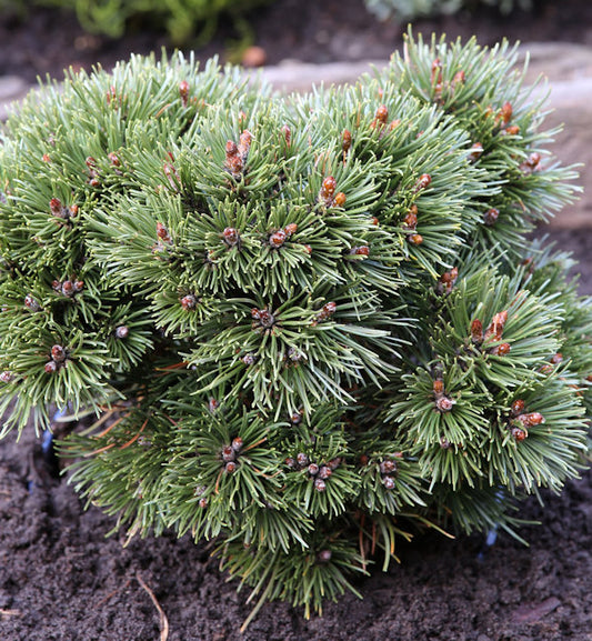  Zwerg Kugel Kiefer Heideperle 30-40cm - Pinus Uncinata