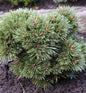  Zwerg Kugel Kiefer Heideperle 30-40cm - Pinus Uncinata