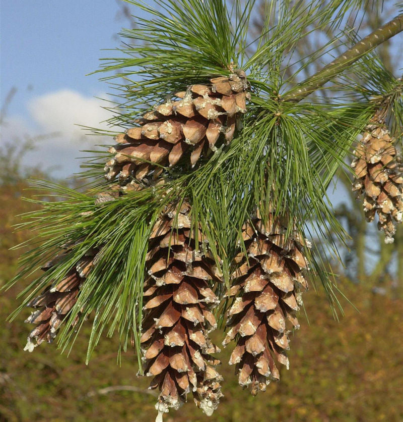  Schwerin Kiefer 40-60cm - Pinus Schwerinii