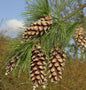  Schwerin Kiefer 40-60cm - Pinus Schwerinii