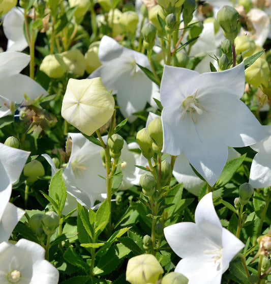  Ballonblume Astra Weiß - Platycodon Grandiflorus
