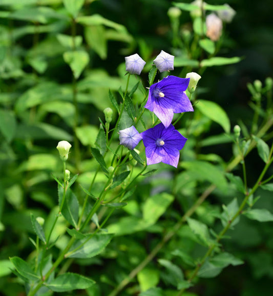  Ballonblume Marie - Platycodon Grandiflorus