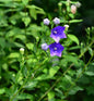  Ballonblume Marie - Platycodon Grandiflorus