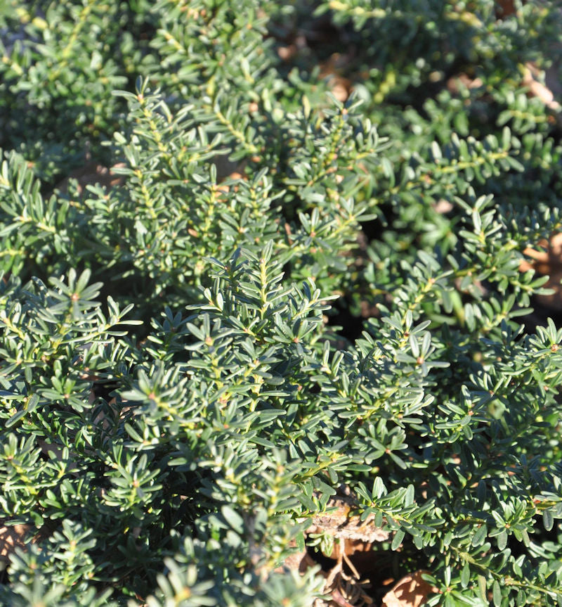  Alpen Steineibe Blue Gem 30-40cm - Podocarpus Lawrencei
