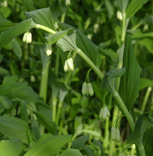  Hoher Salomonssiegel Weihenstephan - Polygonatum Hybrid