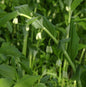 Hoher Salomonssiegel Weihenstephan - Polygonatum Hybrid