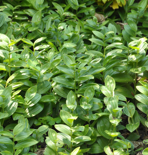  Zwerg Salomonssiegel - Polygonatum Humile
