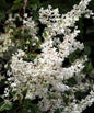  Schlingknöterich 100-125cm - Polygonum Aubertii