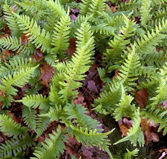  Tüpfelfran - Polypodium Vulgare