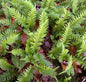  Tüpfelfran - Polypodium Vulgare