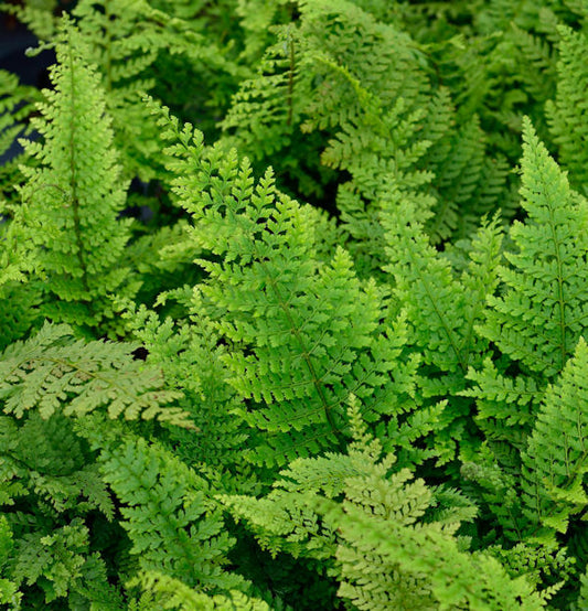  Weicher Schildfarn Herrenhausen - Großer Topf - Polystichum Setiferum