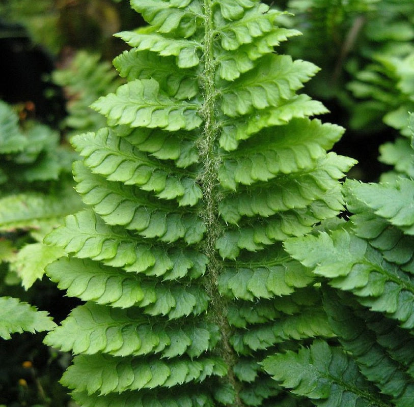  Weicher Schildfarn Congestum - Polystichum Setiferum