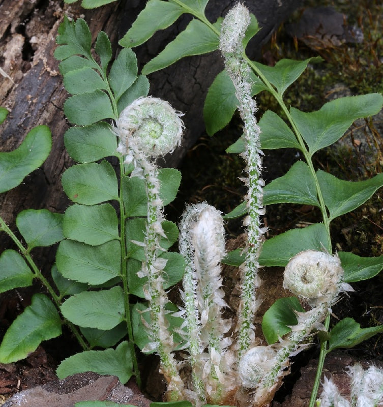  Amerikanischer Weihnachtsfarn - Polystichum Acrostichoides