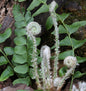  Amerikanischer Weihnachtsfarn - Polystichum Acrostichoides