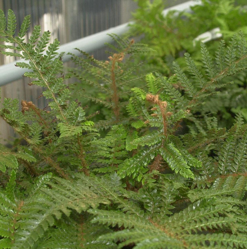  Japanischer Glanzschildfarn - Polystichum Polyblepharum