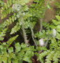  Weicher Schildfarn - Polystichum Setiferum
