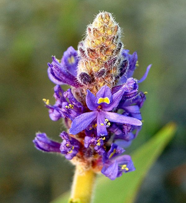  Herzblättrige Hechtkraut - Pontederia Cordata
